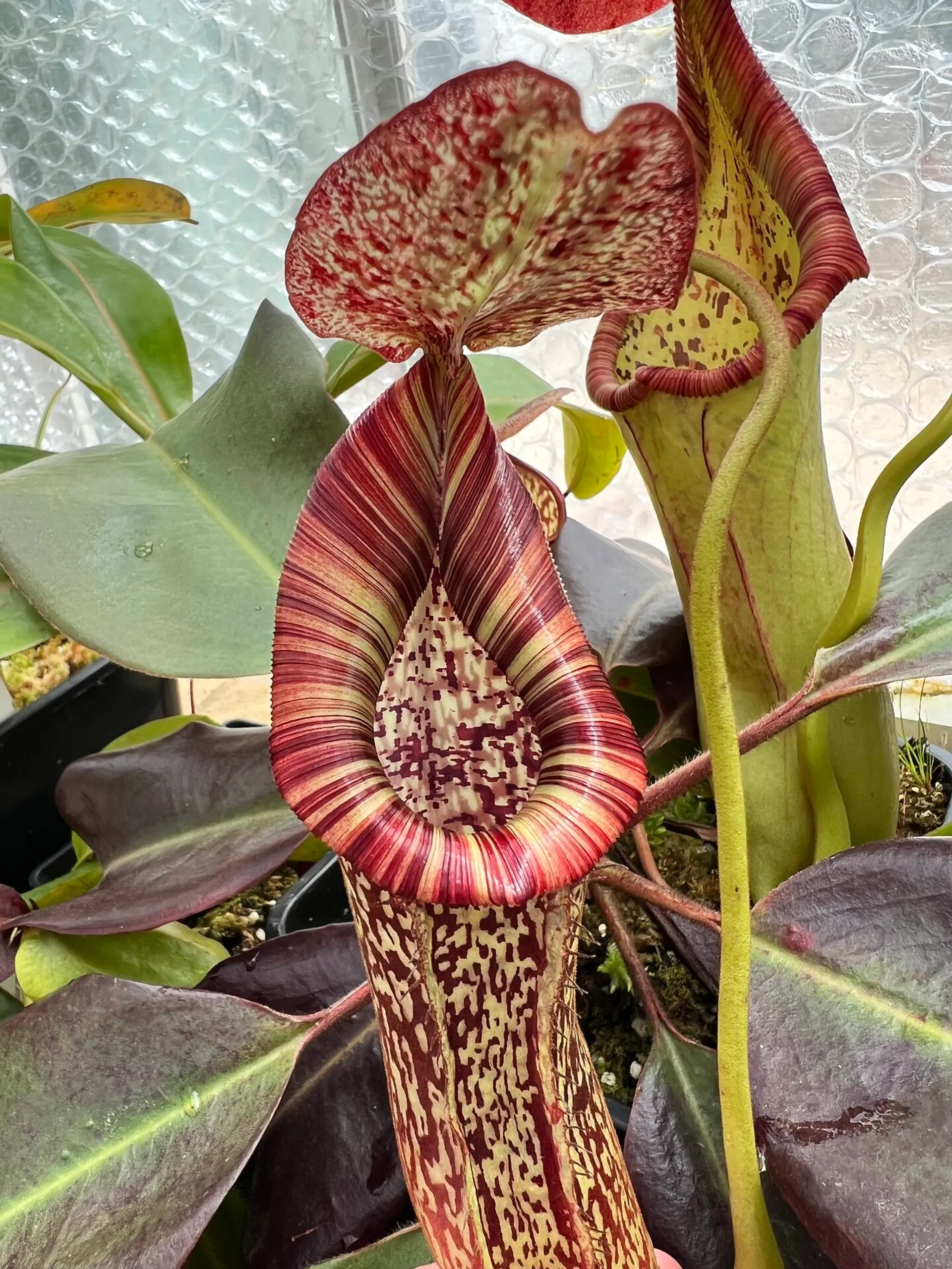 Nepenthes maxima x vogelii | Tom's Carnivores